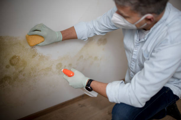 Biohazard Mold Removal in Groesbeck, TX